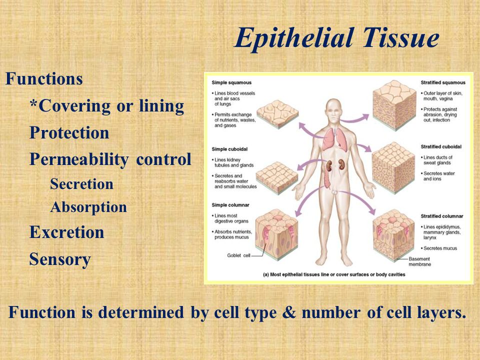 Epithelial tissue functions